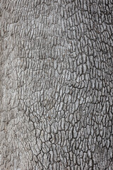 Leadwood tree bark close up