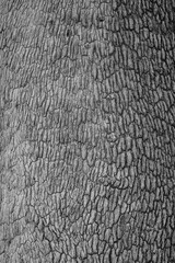 Leadwood tree bark close up