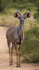 Young kudu bull in the road