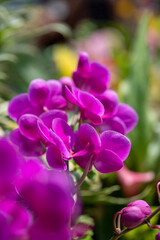 close up of purple flower