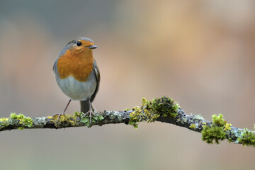 Fototapeta premium Rotkehlchen Erithacus rubecula