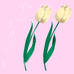 yellow tulips on a pink background