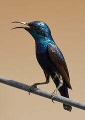 Purple Sunbird (Male)