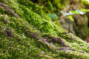 moss on the ground