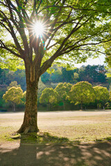 春の太陽に照らされる公園の緑樹とその影