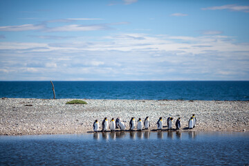 King Penguins colony near the town of Porvenir, Tierra del Fuego, Chile, Sourh America.