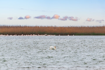 Floating mute swan on the lake