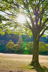 Obraz premium 昼間の太陽に照らされる公園の樹木 