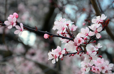 Beautiful pink cherry blossom along The Eiffel Tower park in spring