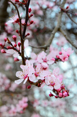 Vibrant cherry blossom in full bloom along Avenue du General Ferrie in Paris, France