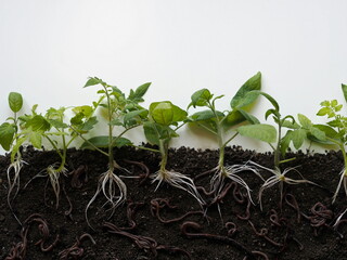 Beneficial earthworms crawl and loosen the soil. Growing tomato sprouts with visible underground roots on the ground. A sketch from a botany textbook.