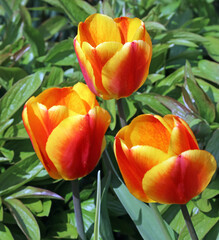 Close up of three orange and yellow tulips, Derbyshire England
