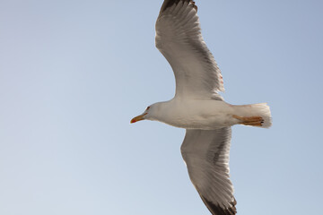 Seagull flying in blue background daytime