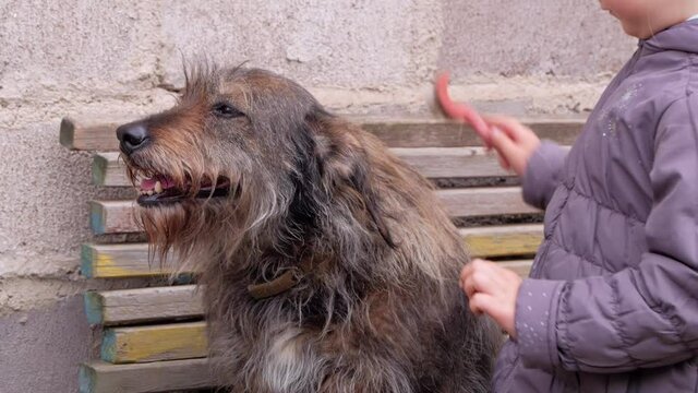 Hands of a young girl combing the dog. Care for long fur animals. Combs for pets. Love, supportng, caring, puppies adoption concept. Street homeless mongrel shelter. A dog sits on wooden bench outdoor