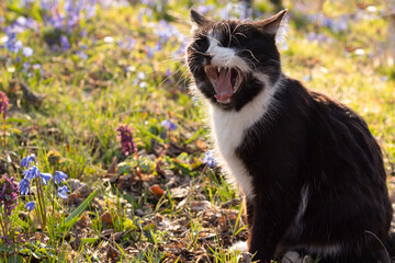 cat, black cat 