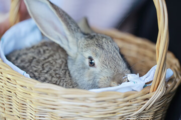 easter bunny in basket, easter holiday concept pet