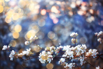 spring blooming garden background, delicate white flowers on trees, seasonal march springtime