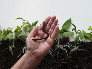 An elderly woman is hand holds earthworms against the background of tomato sprouts with visible...