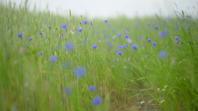 Flowers field meadow. Fresh green meadows and blooming flowers.