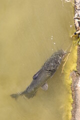 Catfish on a Stringer in a Lake