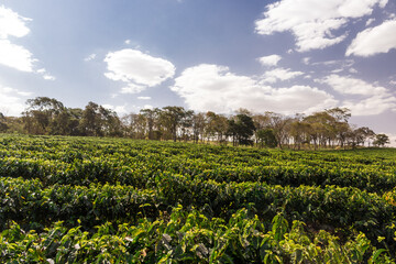 Fototapeta na wymiar Farm coffee plantation on a sunny day concept image