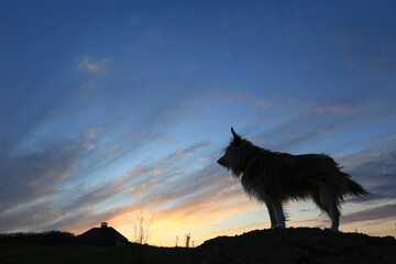 Lonely dog ​​silhouette against of a beautiful evening sky