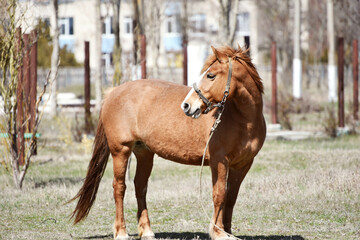 Elegant horse in harness outdoor, wildlife photo