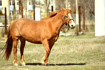 Elegant horse in harness outdoor, wildlife photo