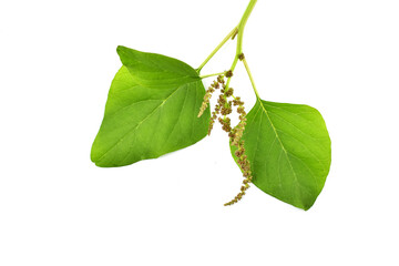 green leaf isolated on white