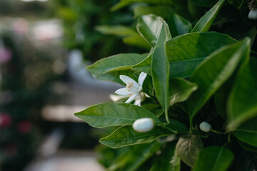 Close up Orange flower