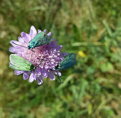 butterflies on flower