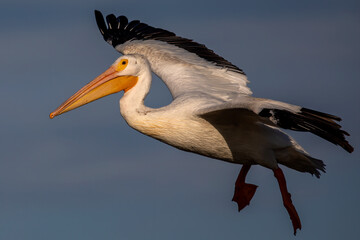 Fototapeta na wymiar The American white pelican (Pelecanus erythrorhynchos) in flight