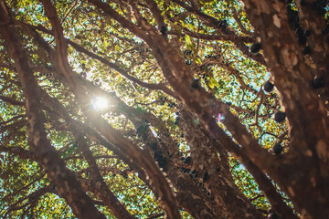 Tree full of Brazilian jaboticaba fruit on a sunny day concept image