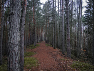 Beautiful forest and totally silent without people. Great mood from wonderful hike.
