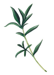 Green branch of santoreggia isolated on white background.  Watercolor hand drawn illustration.