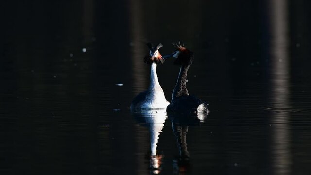 Great crested grebe couple at the courtship swimming on the lake, spring, (podiceps cristatus), germany