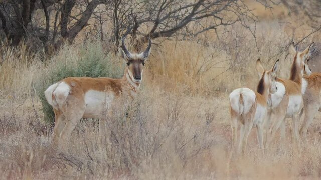 Herd of Pronghorn in Central Arizona