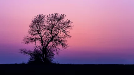 Zelfklevend Fotobehang Silhouette of a tree on top of a hill captured under the purple sky © Eugen Hoppe/Wirestock