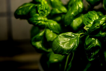 frische Basilikumblätter mit Wassertropfen