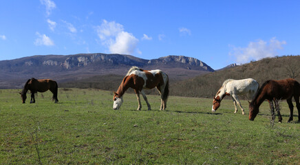 Horses grazing on green hills in a mountain valley on a sunny day