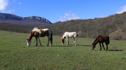 Fototapeta na wymiar Horses grazing on green hills in a mountain valley on a sunny day