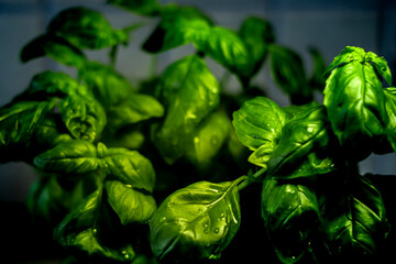 fresh basil leaves with water drops