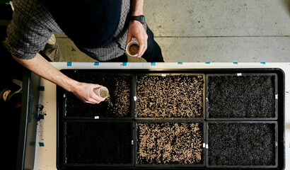 Man tending trays of pea seeds in urban farm