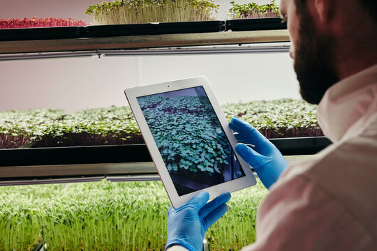Man using tablet to check growth of microgreens in urban farm