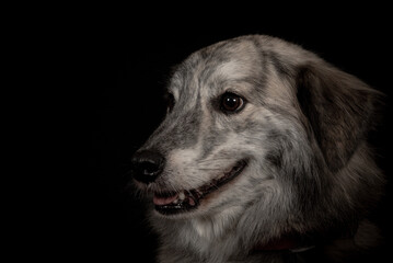Dog portrait on black background.