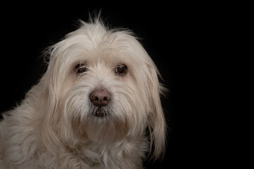 Dog portrait on black background.