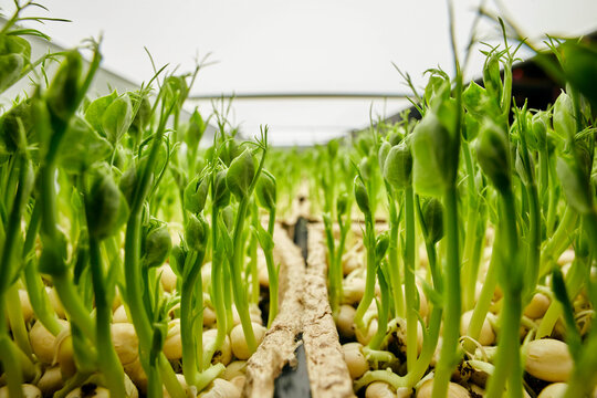Close up of tightly packed pea seedlings growing in urban farm