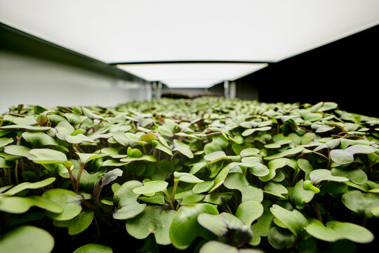 Close up of tightly packed microgreen seedlings in urban farm