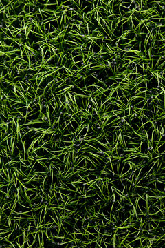 Close up of tightly packed garlic chive microgreen seedlings shot from above