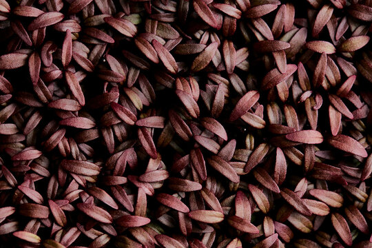 Tightly packed Amaranth Aztec microgreen seedlings shot from above